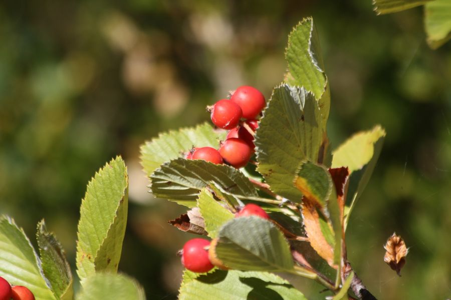 Sorbus aria